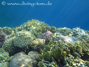 Korallen und Muscheln: