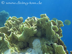 Korallen und Muscheln: