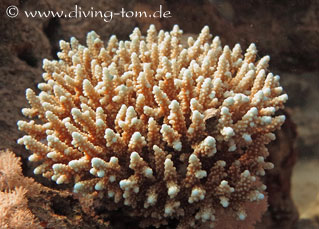 Korallen und Muscheln: