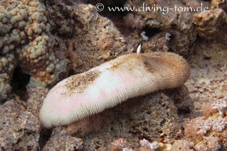 Korallen und Muscheln: