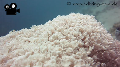 Korallen und Muscheln: