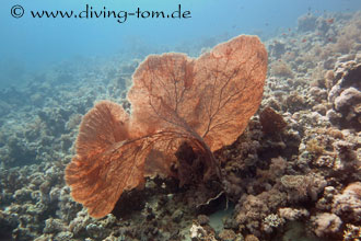 Korallen und Muscheln: