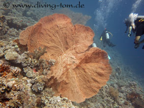 Korallen und Muscheln: