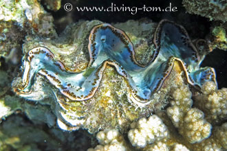 Korallen und Muscheln: