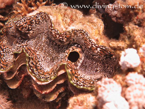 Korallen und Muscheln: