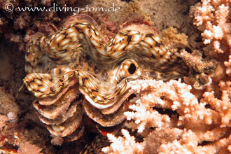 Korallen und Muscheln: