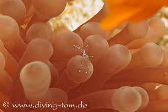 Weiteres Unterwasser: