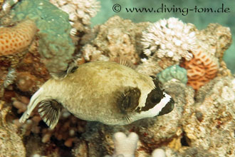 Weiteres Unterwasser: