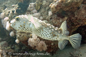 Weiteres Unterwasser: