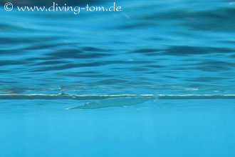 Weiteres Unterwasser: