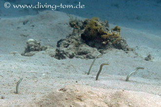 Weiteres Unterwasser: