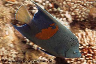 Weiteres Unterwasser: