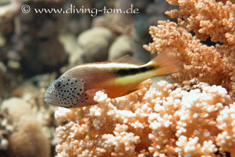 Weiteres Unterwasser: