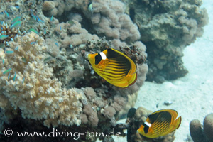 Hamata | Shaab Sataya, Shaab Claudia und Abu Galawar: