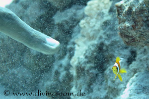 Hamata | Shaab Sataya, Shaab Claudia und Abu Galawar: